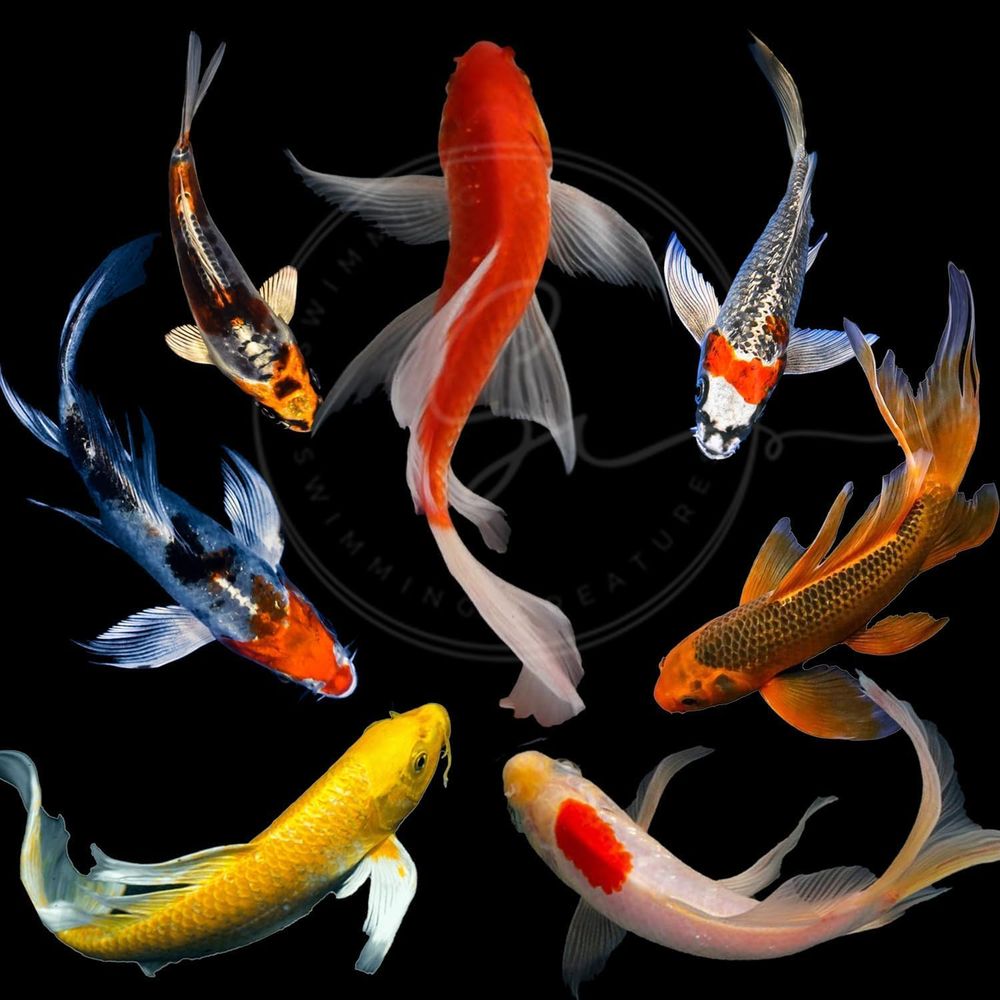 Aquarium Fish In Pond - أسماك الكوي الحية بألوان متنوعة للبرك