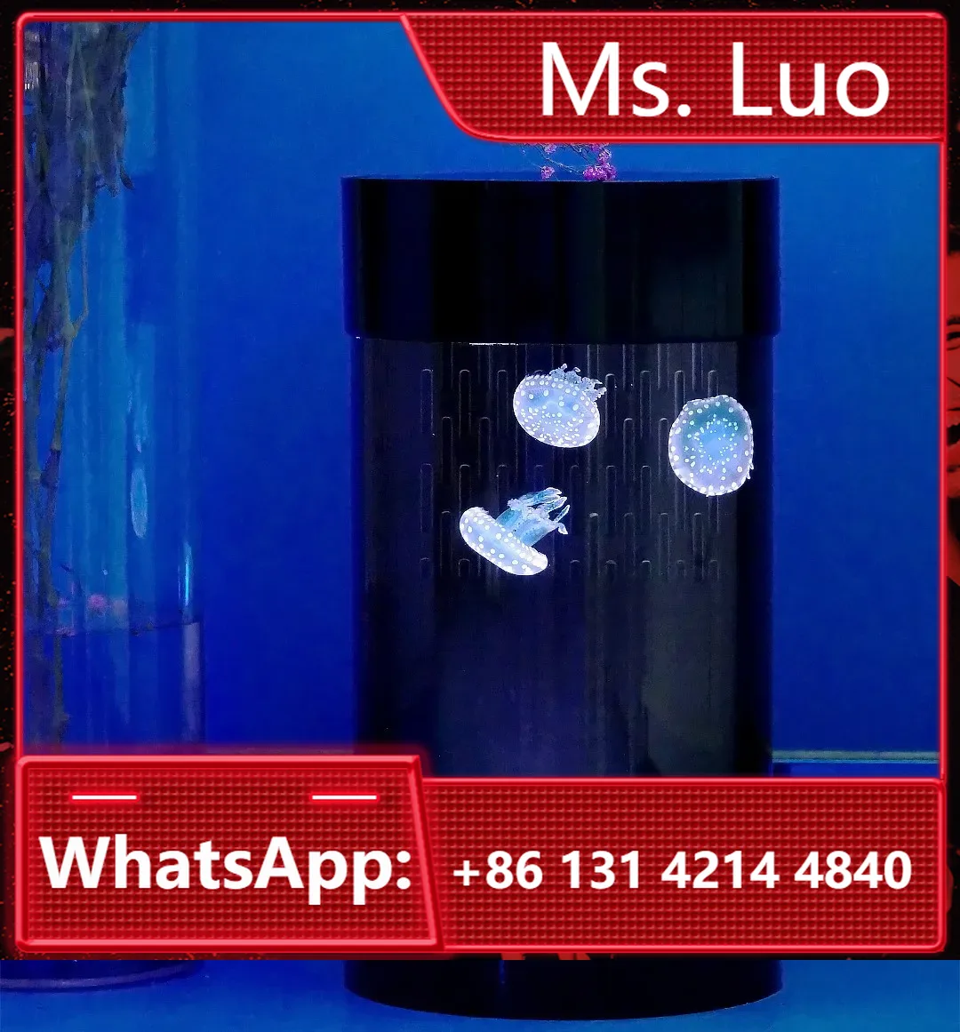 Aquarium Fish In Amazon - أفضل حوض قناديل البحر على أمازون،
