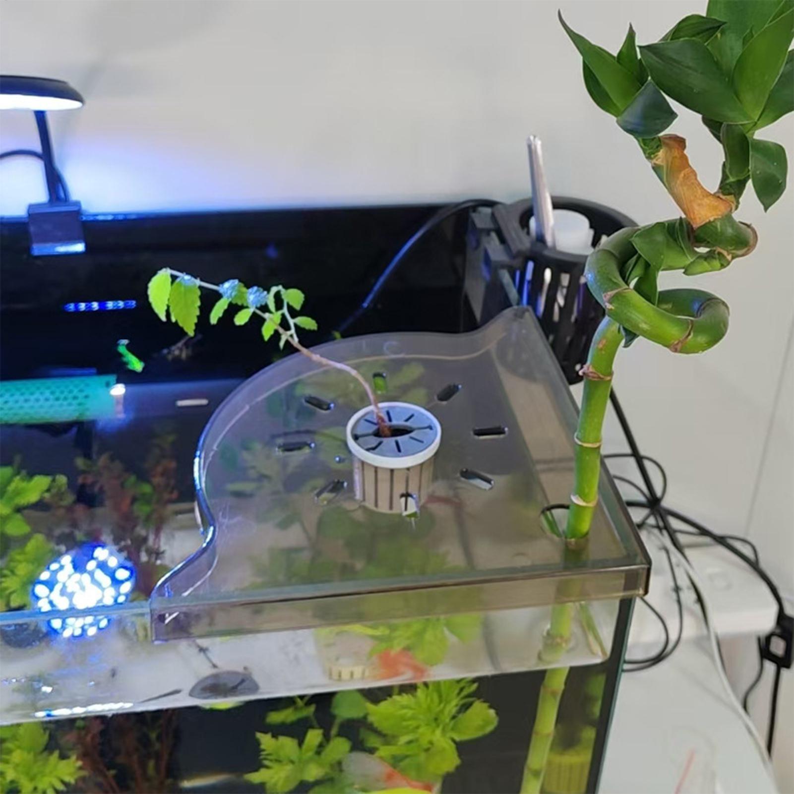 رف زاوية لحوض السمك، حامل للأش - مراجعة Aquarium Fish For Beginners وسعره