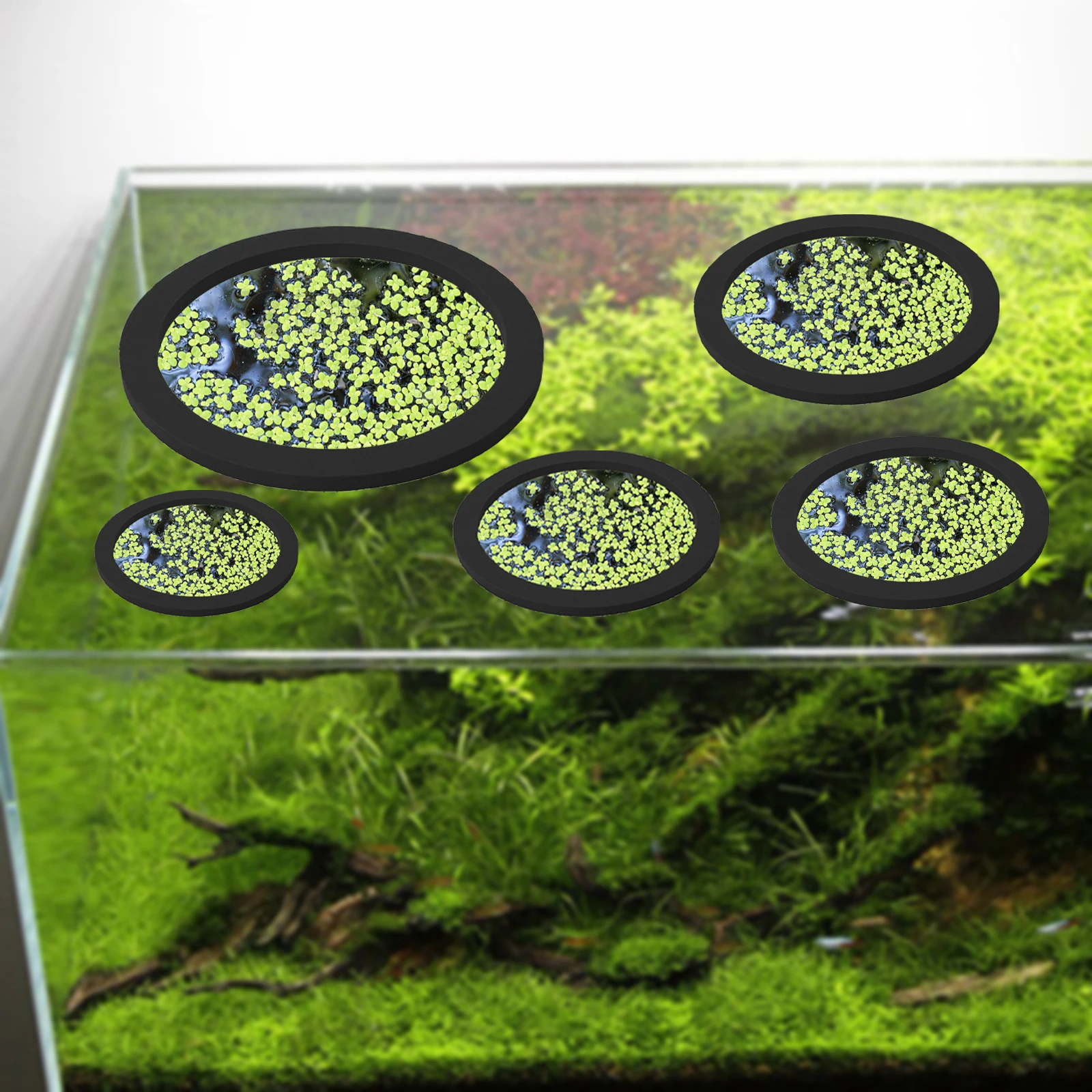 5 قطعة إيفا الأسماك تغذية حلقة - مراجعة Aquarium Fish Accessories وسعره