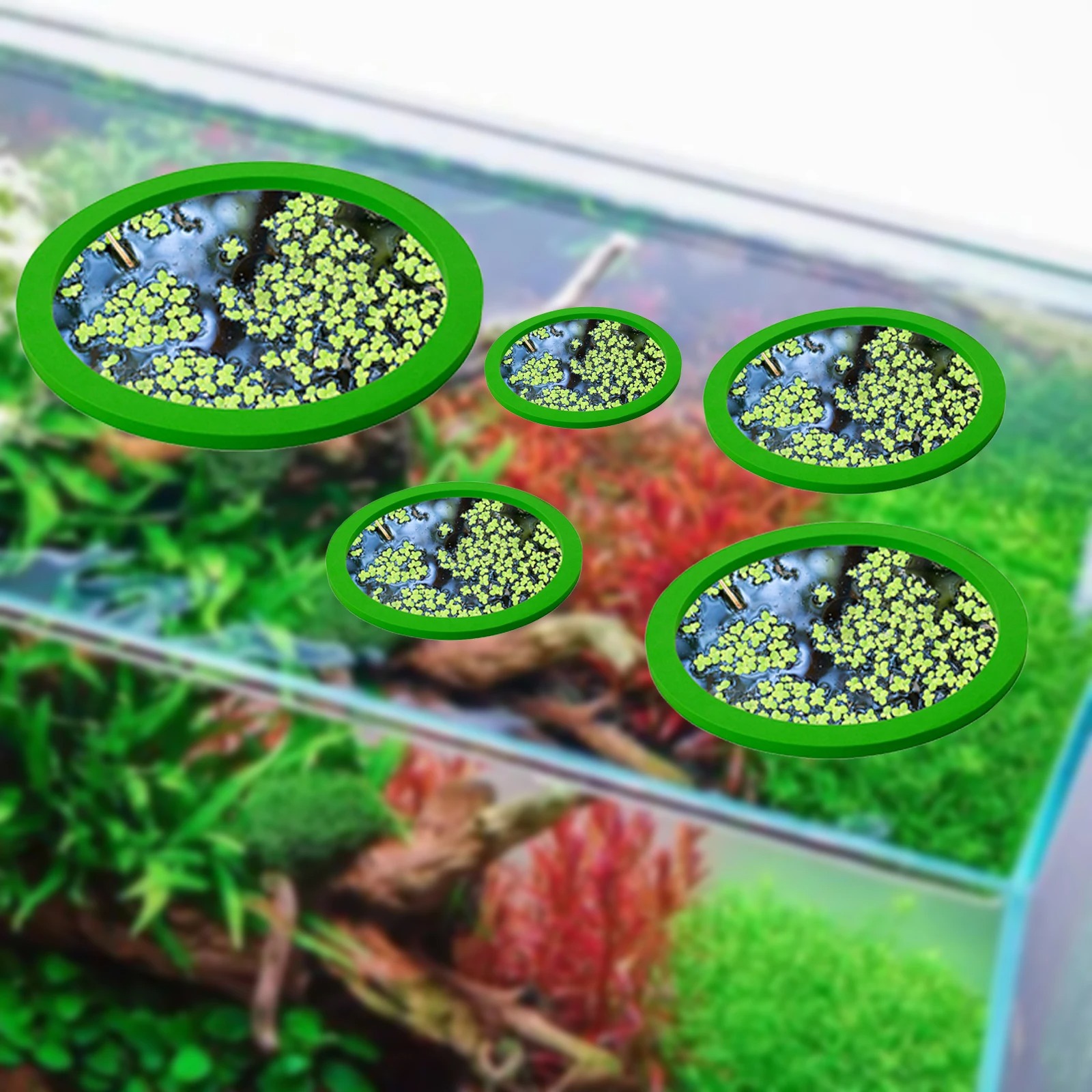 5 قطعة إيفا الأسماك تغذية حلقة - مراجعة Aquarium Fish Accessories وسعره