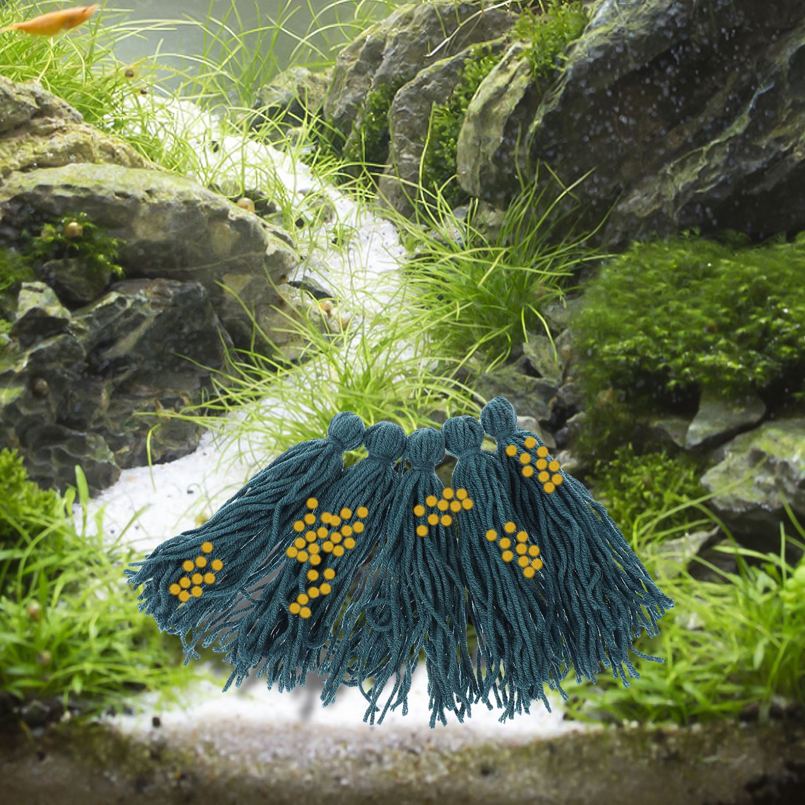 5 قطعة ممسحة التفريخ التفريخ م - مراجعة Aquarium Fish For Beginners وسعره